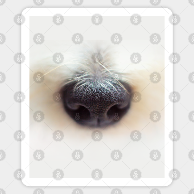 Dog Nose Dog Nose Sticker TeePublic